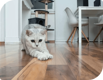 Picture of a cat stretching on a recently buffed and polished wood floor.