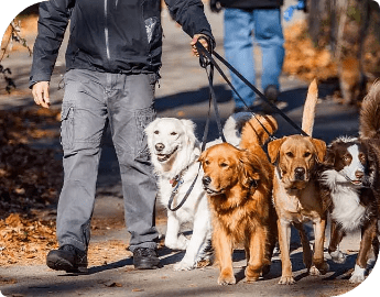 Group dog walking