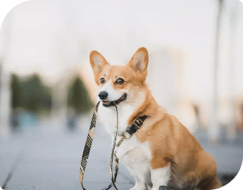 Dog holding a leash in its mouth.