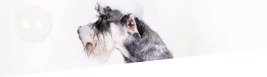 Professional pet grooming in London