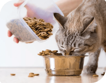 Cat eating cat dry food from metal bowl