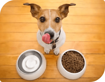 Dog sitting on the floor next to a water bowl and a food bowl.