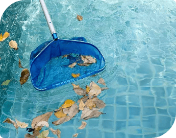 A pool skimmer net collecting fallen leaves from swimming pool.