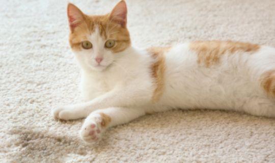 a cute kitten laying on a carpet next to a pee stain