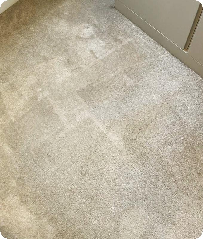 Photograph of a white wall-to-wall carpet that has been expertly cleaned, with no visible dark brown or grey stains.