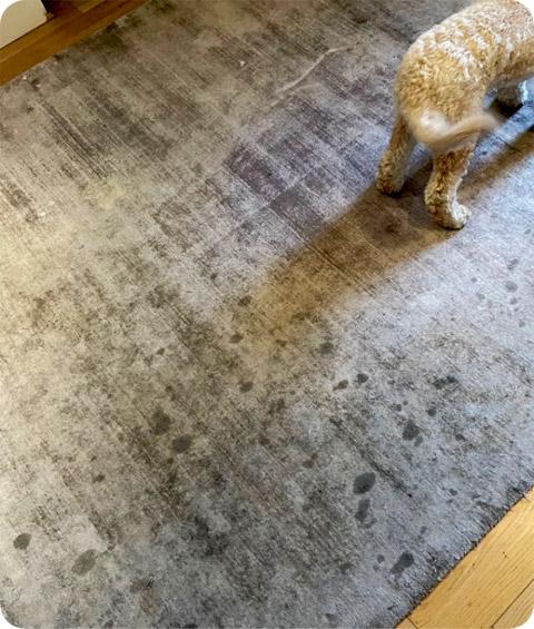 The photograph depicts a black-grey-white patterned area rug that is dirty and neglected. A dog is walking over the rug and spreading hairs.