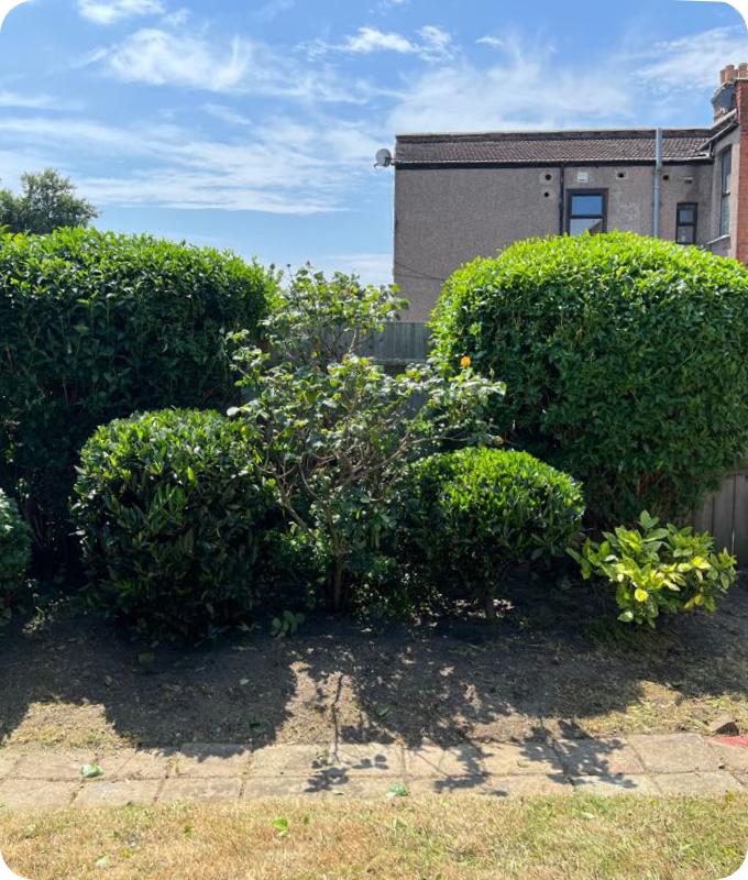 The image shows the same backyard of a house. It has been professionally cleared. The overgrowth of weeds is been removed, revealing a walkway. The shrubs have been trimmed, giving them a neat uniform appearance.