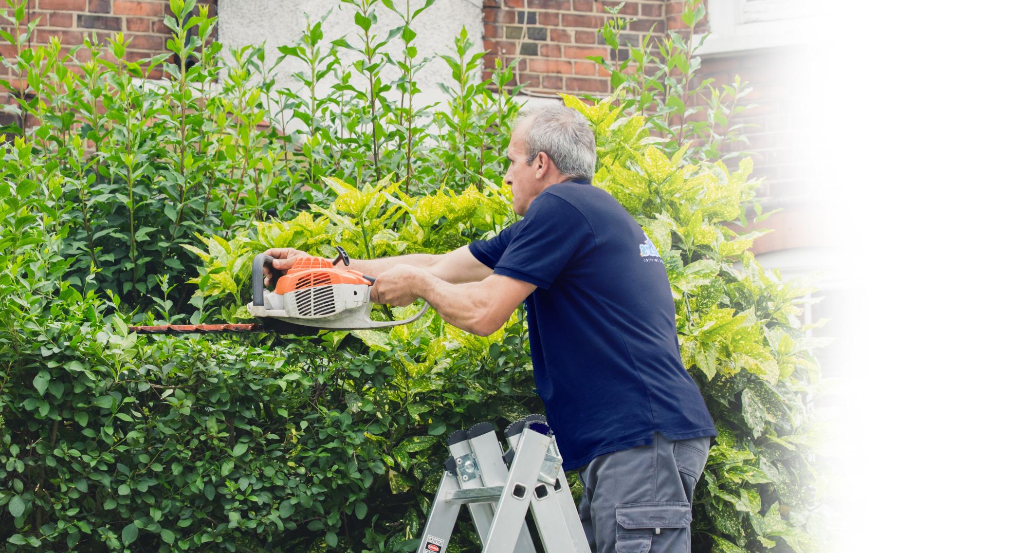 The image shows a Fantastic Sevices gardener who is standing on a metal ladder. He is trimming a bush outside of a house with a trimmer.