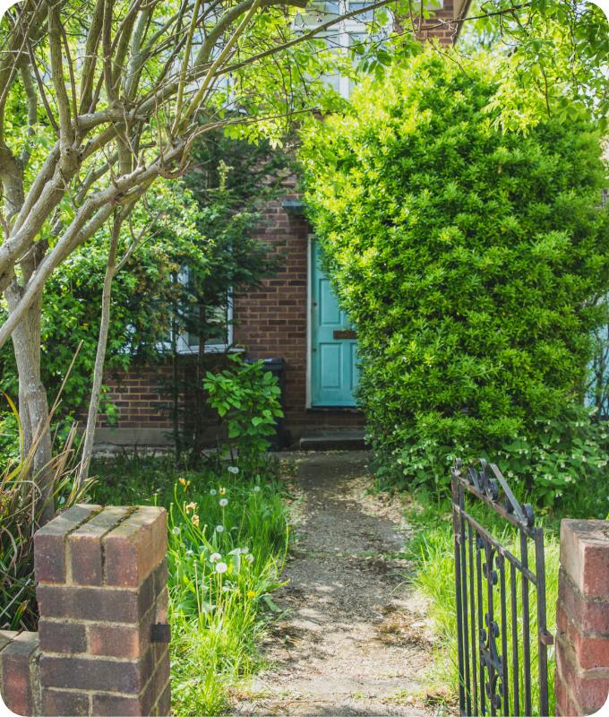 The image shows a frontyard of a house which is overgrown. There is a tree with overgrown branches and shrub that looks quite messy and wild. Various weeds are growing around the front walkway.