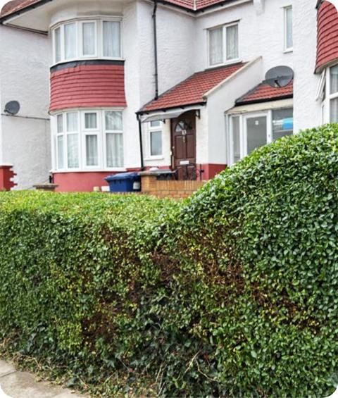 The image shows the same hedge around an apartment complex that has been professionally trimmed, giving it a neat appearance.