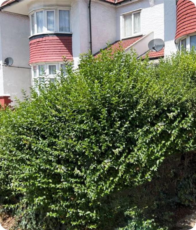 The image shows an overgrown hedge around an apartment complex.