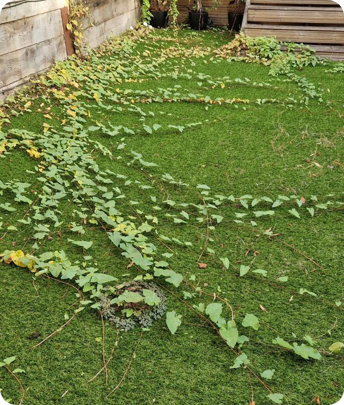 The image shows a lawn behind a house surrounded by a wooden fence. The lawn appears neglected, with weeds coming out. There are twigs scattered all over it.