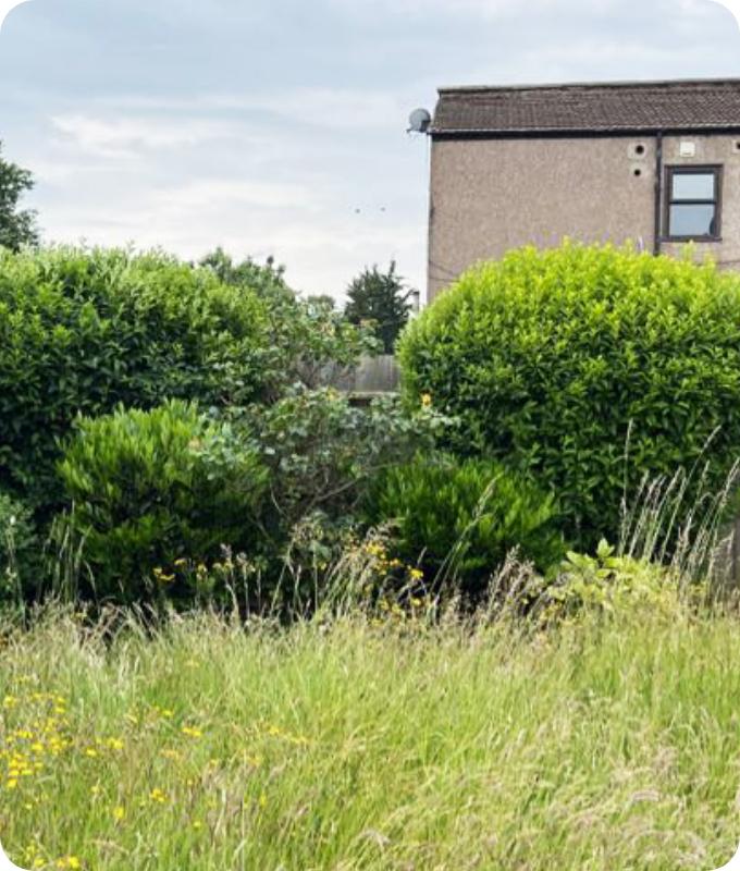 The image shows a neglected backyard of a house. There is a thick overgrowth of weeds and shrubs that have become deformed due to neglect.