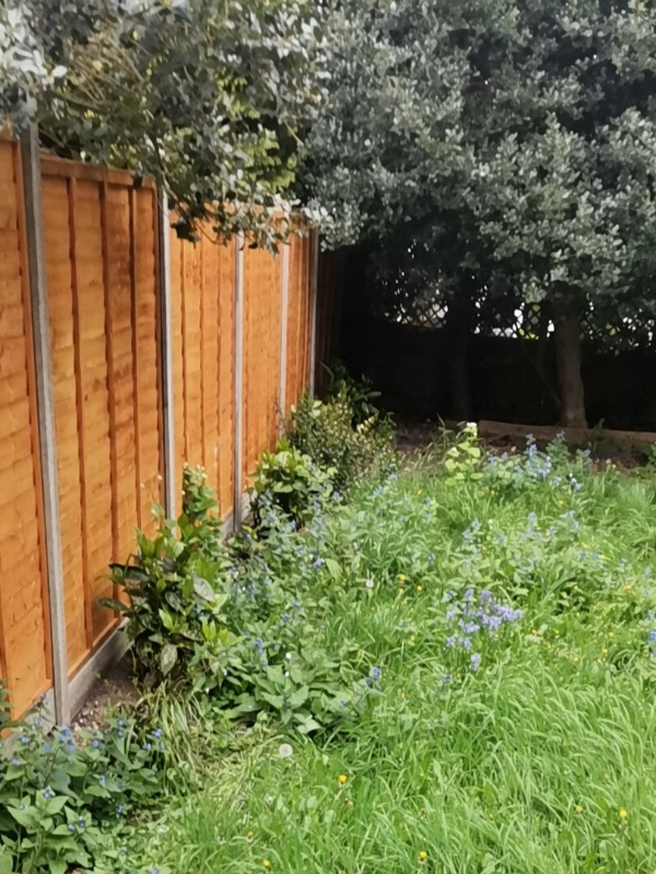 Small London garden heavily cluttered with overgrown plants