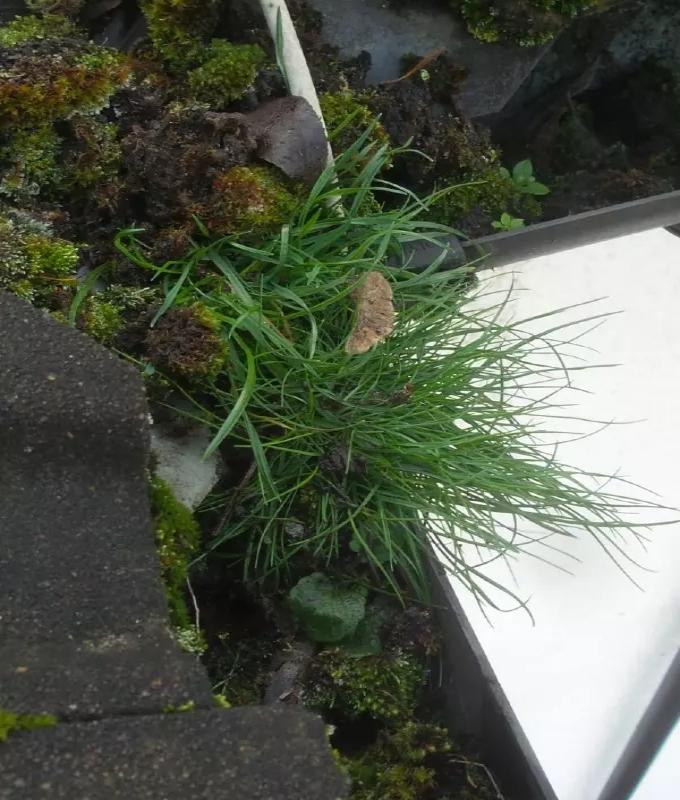 Close-up of gutter blocked by moss, leaves and debris