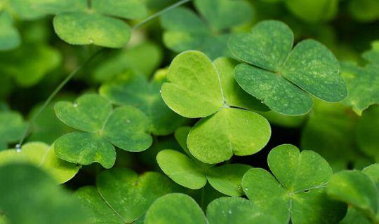 clovers on a lawn