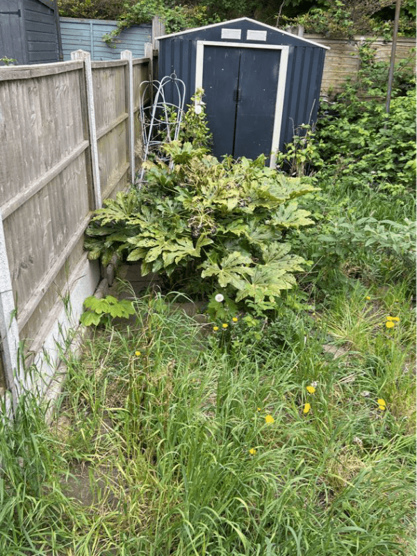 Neglected backyard with fallen branches, dense greenery, and debris