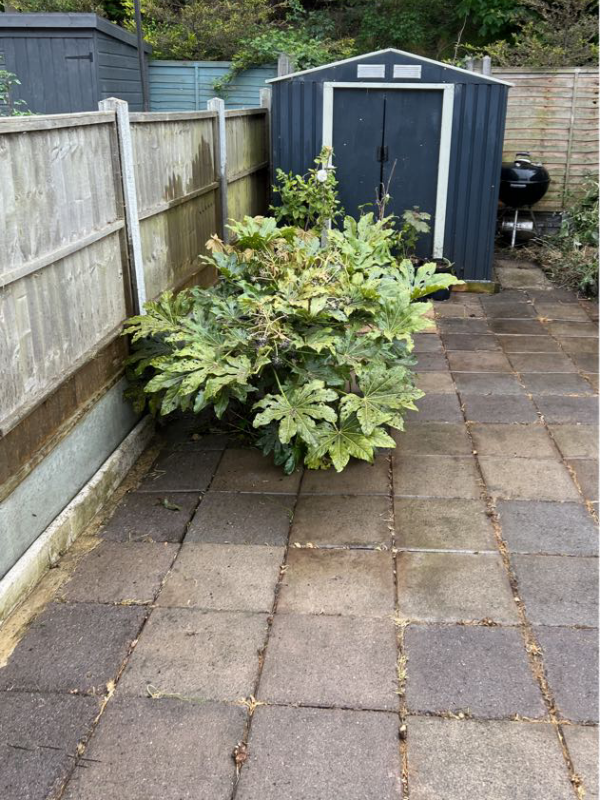 Same garden corner after clearance showing a clean, open space with removed weeds and debris