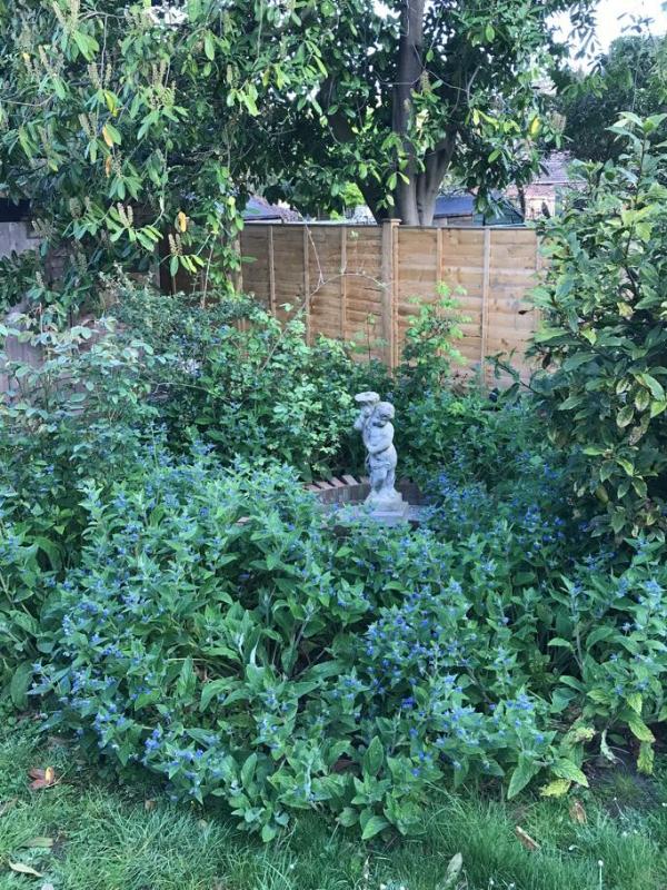 Unmaintained outdoor space with overgrown hedges and pest-attracting garden debris