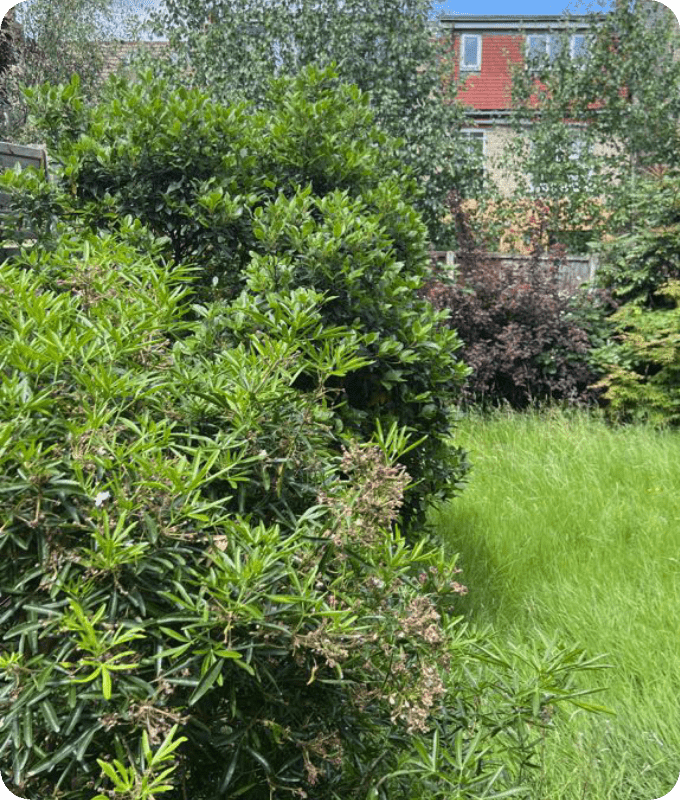 A photograph of a yard with uncontrolled vegetation growth, an old wooden fence can be seen at the end of it.