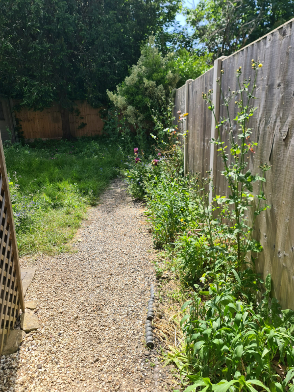 Garden overtaken by shrubs and weeds, blocking the pathway