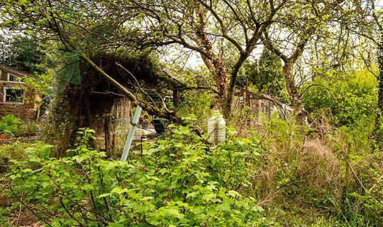 an overgrown garden space