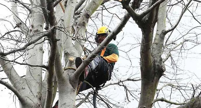 tree surgery services in London