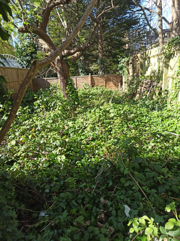 Overgrown garden filled with tall grass, weeds, and tangled bushes before clearance service