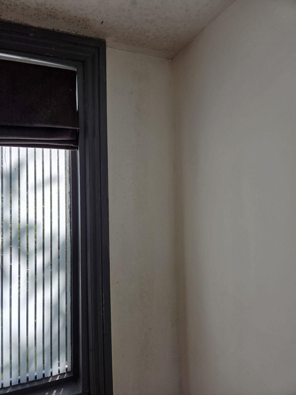 after mould cleaning results