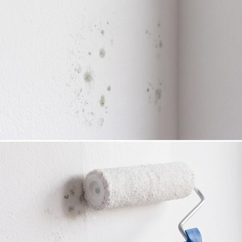Mould-resistant paint solutions