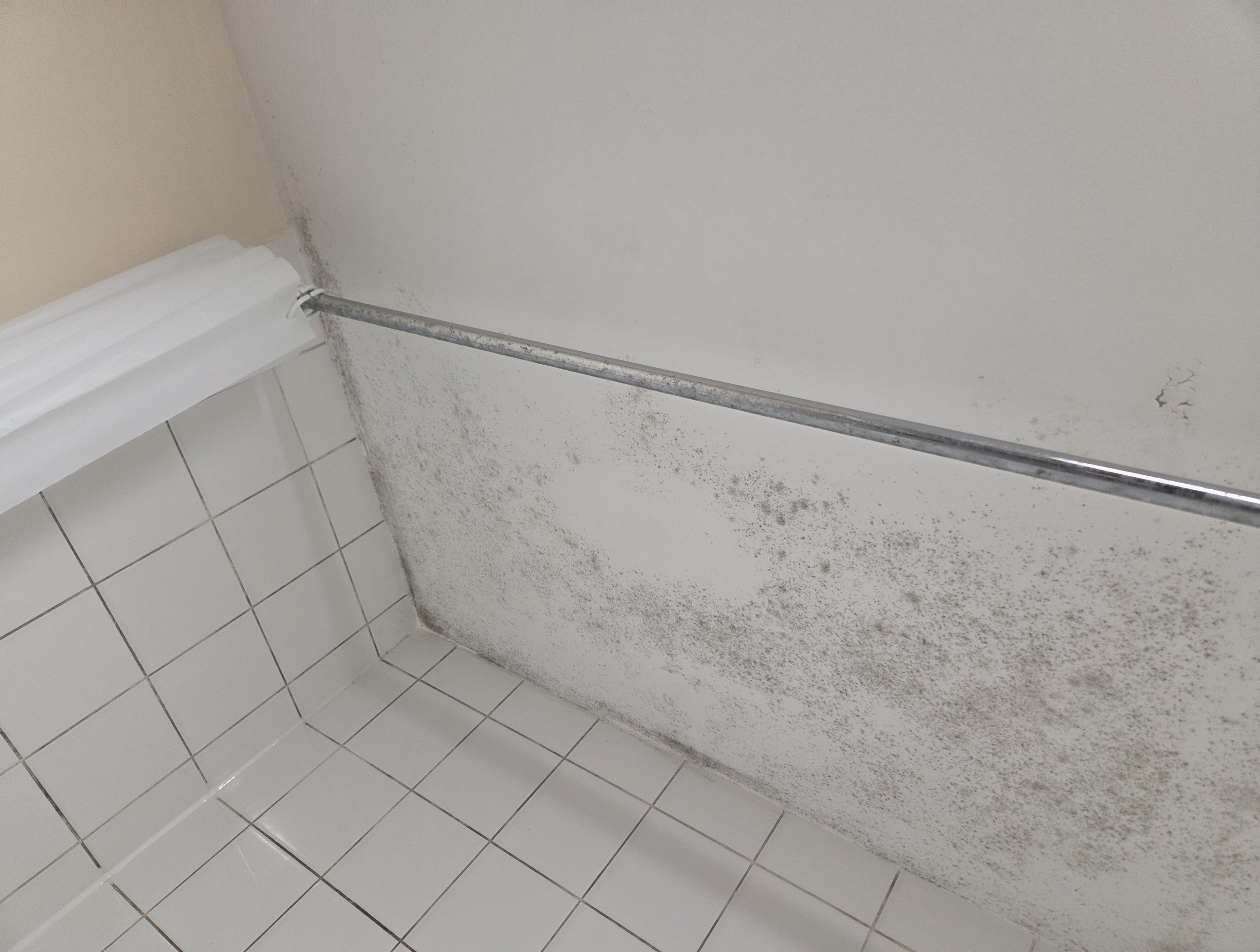 bathroom mould removal before treatment