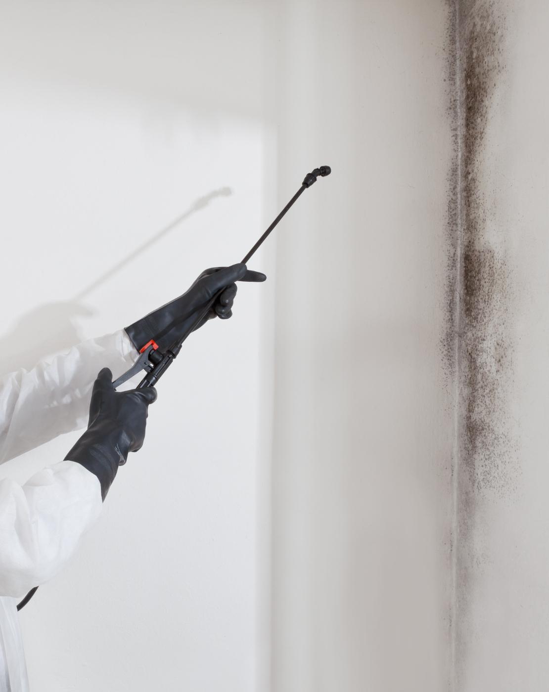 black mould cleaning