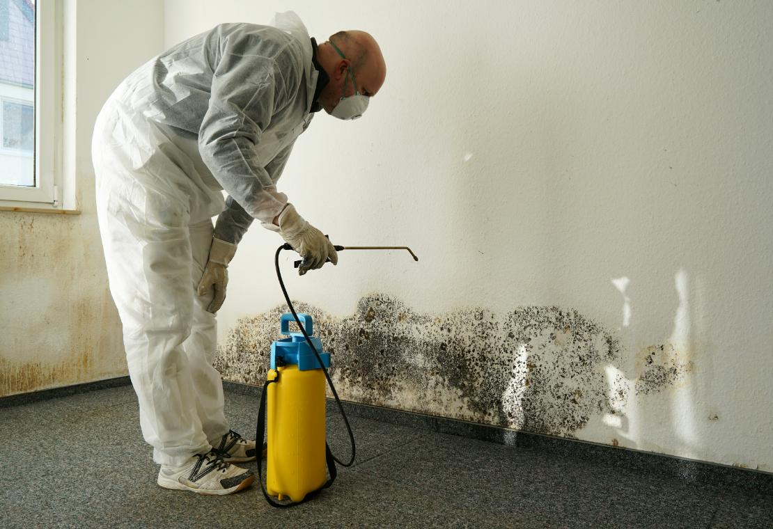 black mould remediation