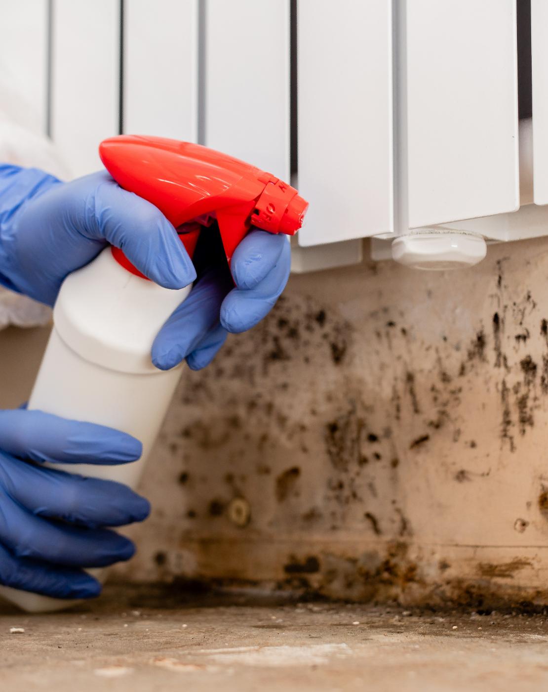 black mould removal service