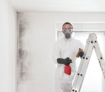 Mould removal professional on a ladder