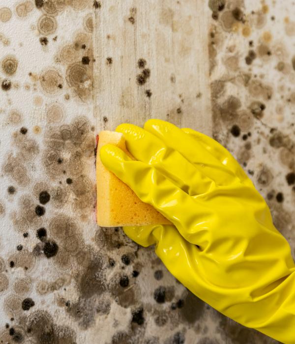 Picture of a hand in a yellow glove cleaning mould growth on a wall with a sponge