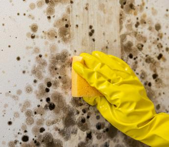 cleaning a black mould