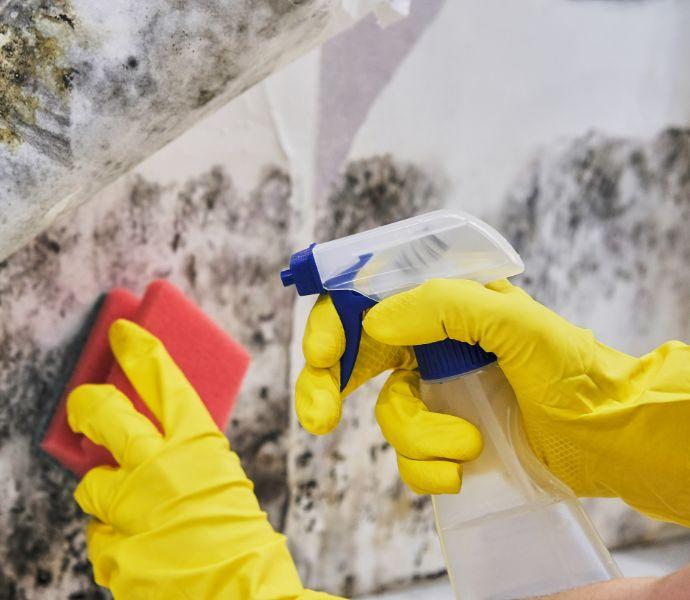 professional's hands wearing yellow gloves work on removing mould from a wall with a sponge and a bottle filled with detergent