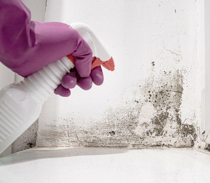 Hand in purple glove holding spray bottle against moldy wall corner.