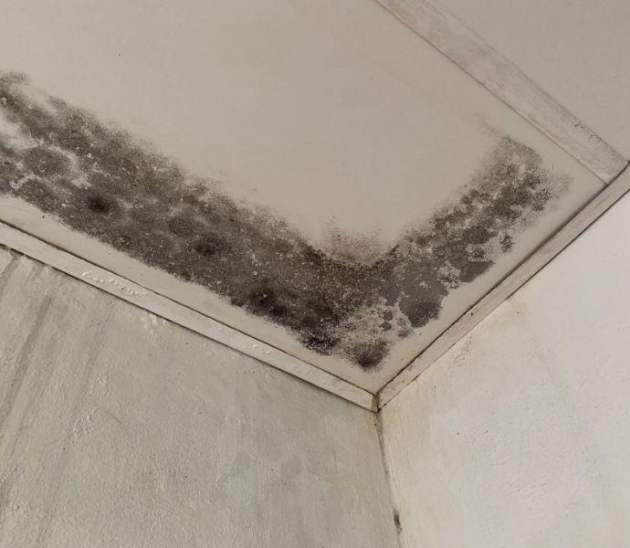 Mould on a ceiling