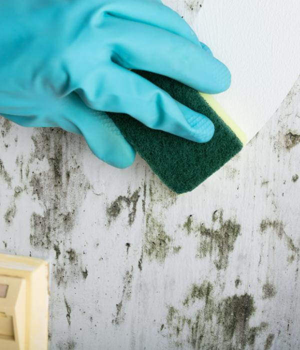 mould-removal-local Removing mould growth from a wall