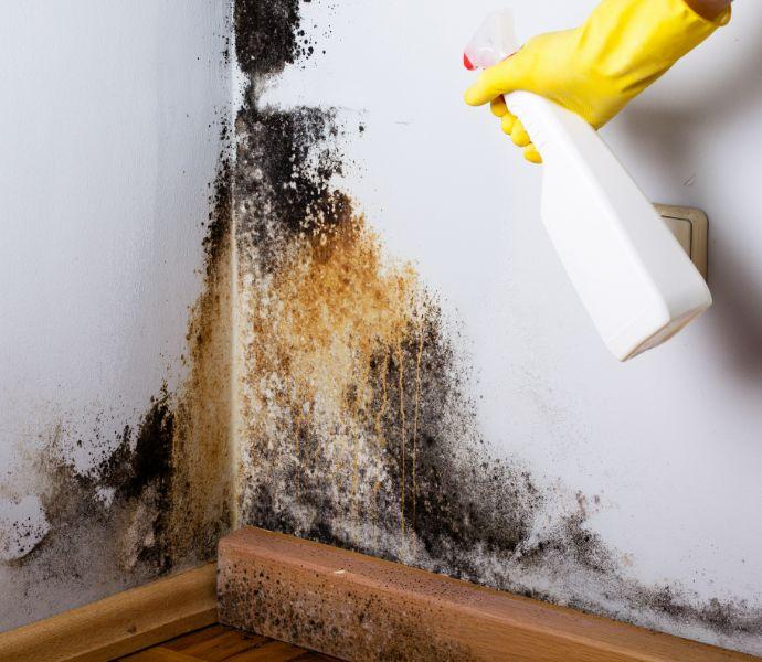 Professional's hands in yellow gloves, spraying a solution on black mould on a wall