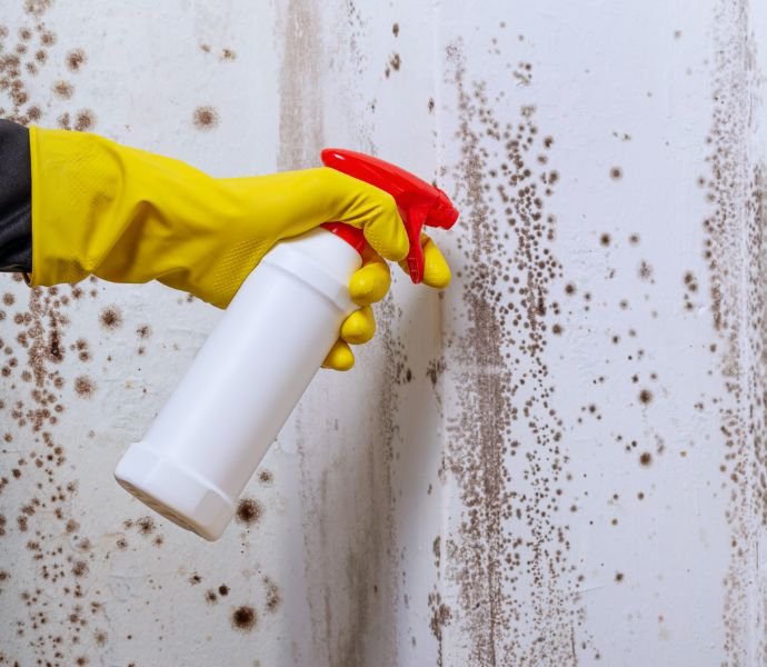 Picture of a hand in a yellow glove spraying mould removal product on a wall with mould growth on it.