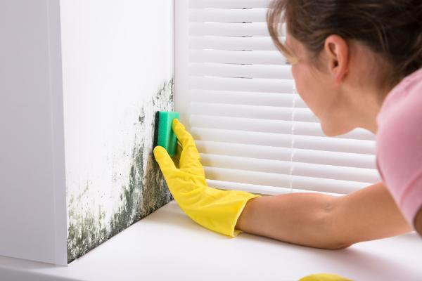 cleaning black mould from a wall