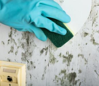 cleaning black mould from a wall