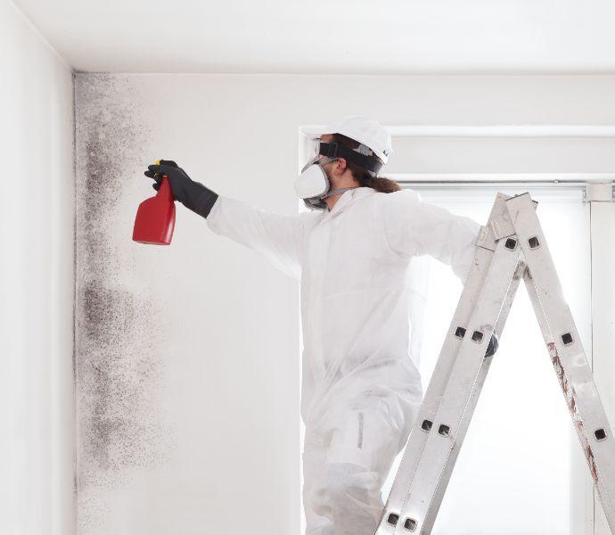 Mould removal specialist on a ladder, spraying mould removal product on a wall