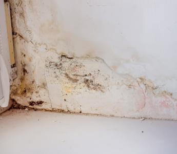 a wall covered in mould