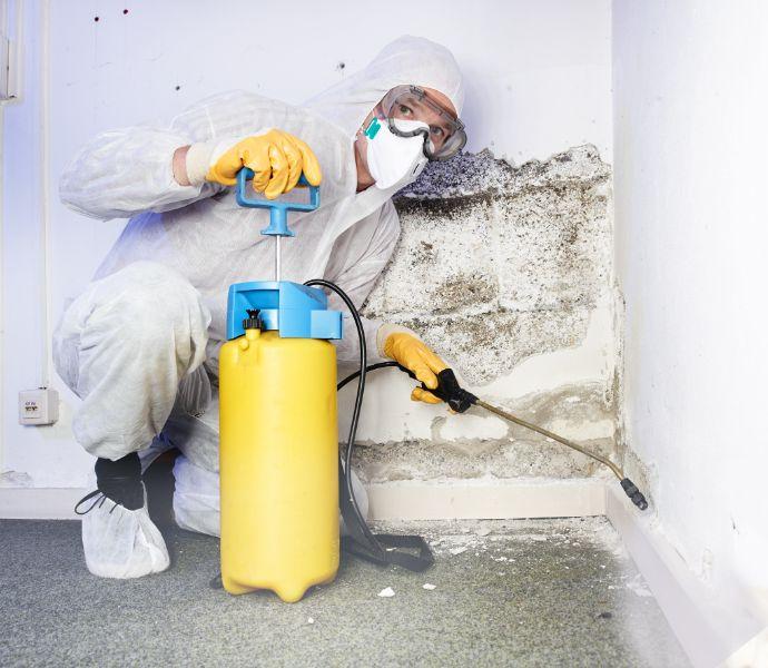 black mould remediation