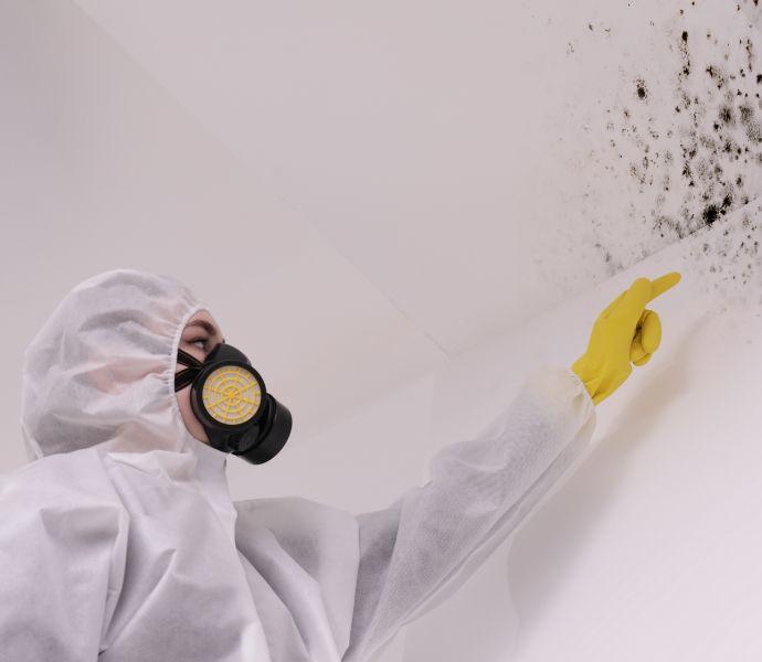 Mould removal specialist