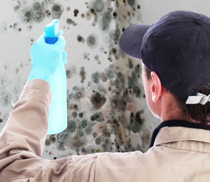 Mould removal specialist treating the affected area